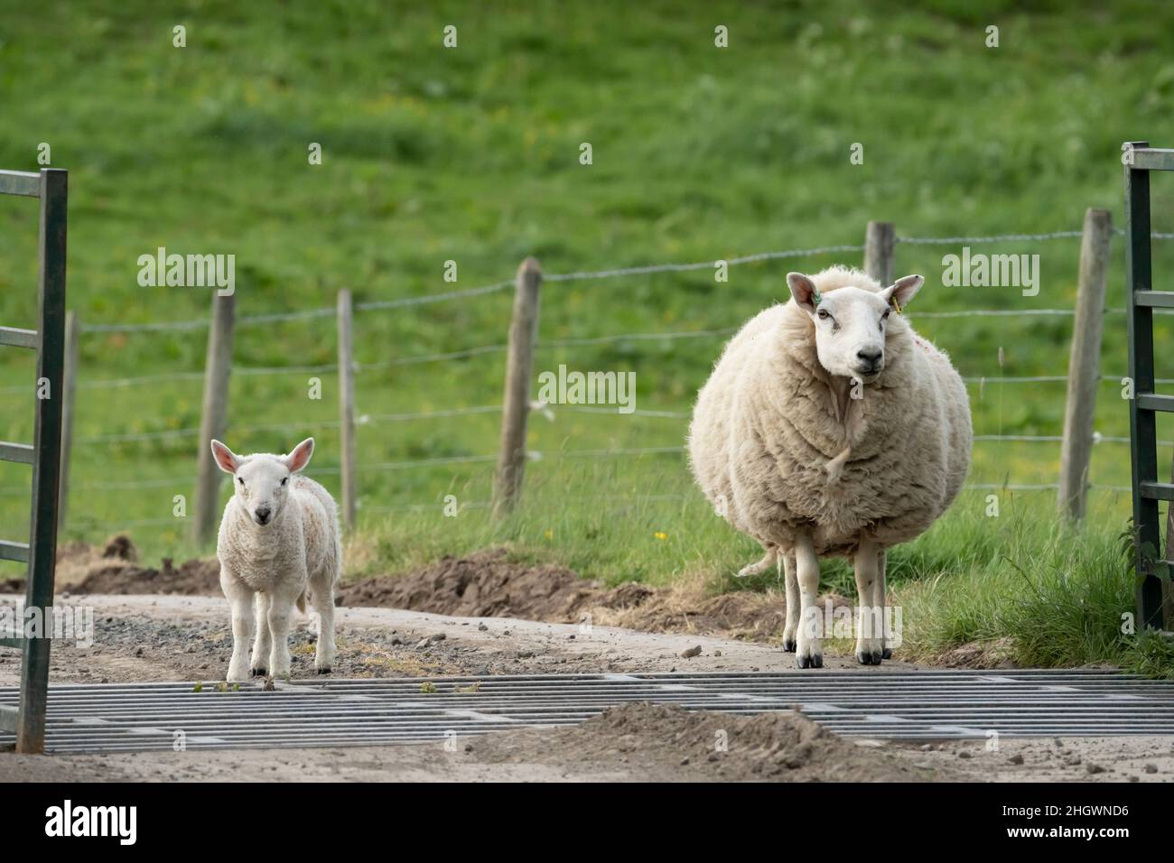 Hethpool, near Wooler, Northumberland - College Valley, Cheviot foothills. Lambing time in summer, June. Stock Photo