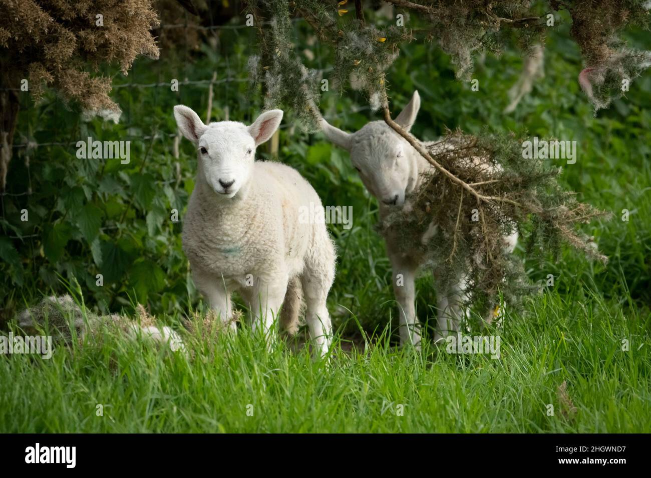 Hethpool, near Wooler, Northumberland - College Valley, Cheviot foothills. Lambing time in summer, June. Stock Photo