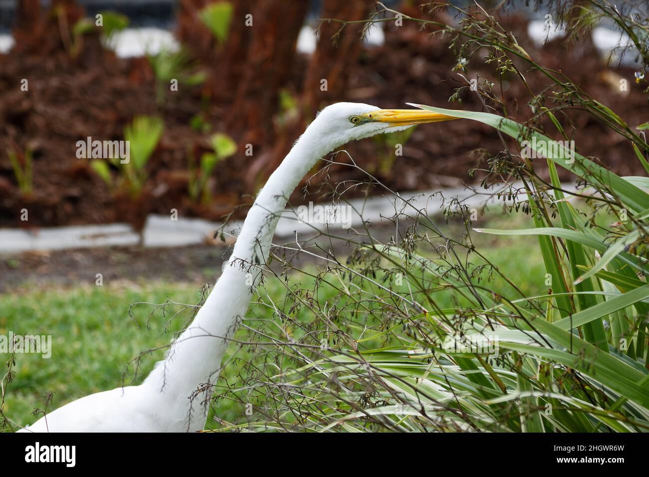 Great egret, close-up, Ardea alba, heron family, large white bird, wildlife, animal, walking in garden, long neck, yellow beak, Florida Stock Photo