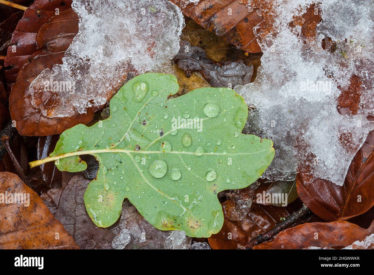 A still green leaf of the summer is in November on the already discolored, covered with snow foliage of the surrounding trees. Stock Photo
