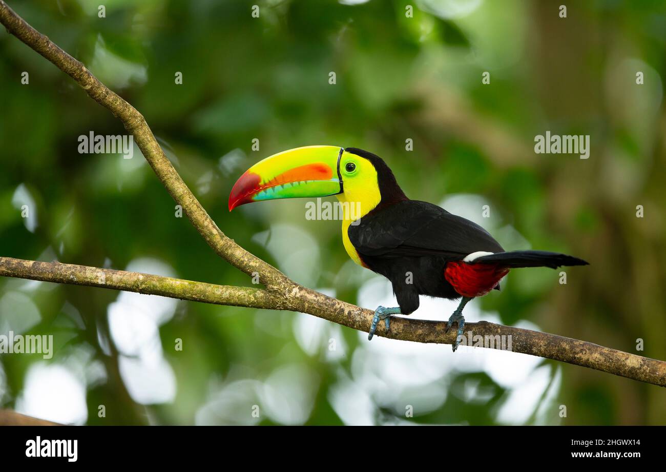 Keel-billed Toucan (Ramphastos sulfuratus), sulfur-breasted toucan or rainbow-billed toucan Stock Photo
