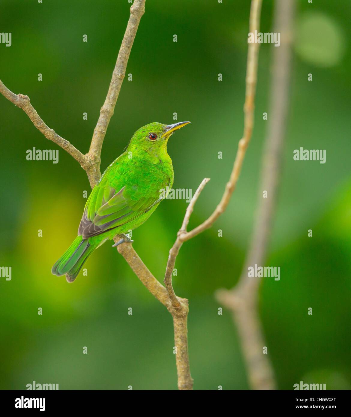 Honeycreeper Female Hi res Stock Photography And Images Alamy honeycreeper-female-hi-res-stock-photography-and-images-alamy