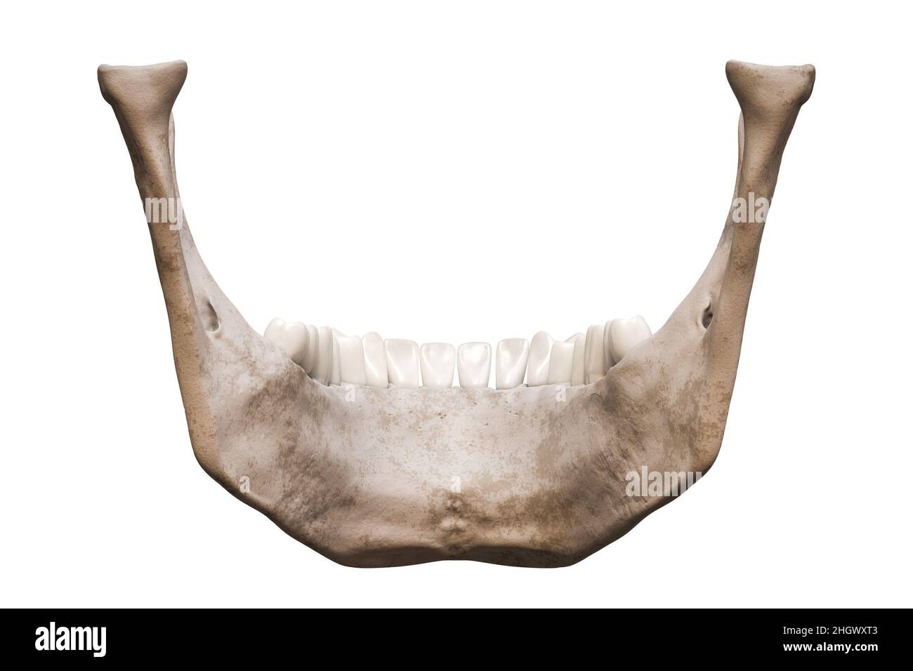 Human mandible or jaw bone with teeth posterior or back view anatomically accurate isolated on white background 3D rendering illustration. Anatomy, me Stock Photo