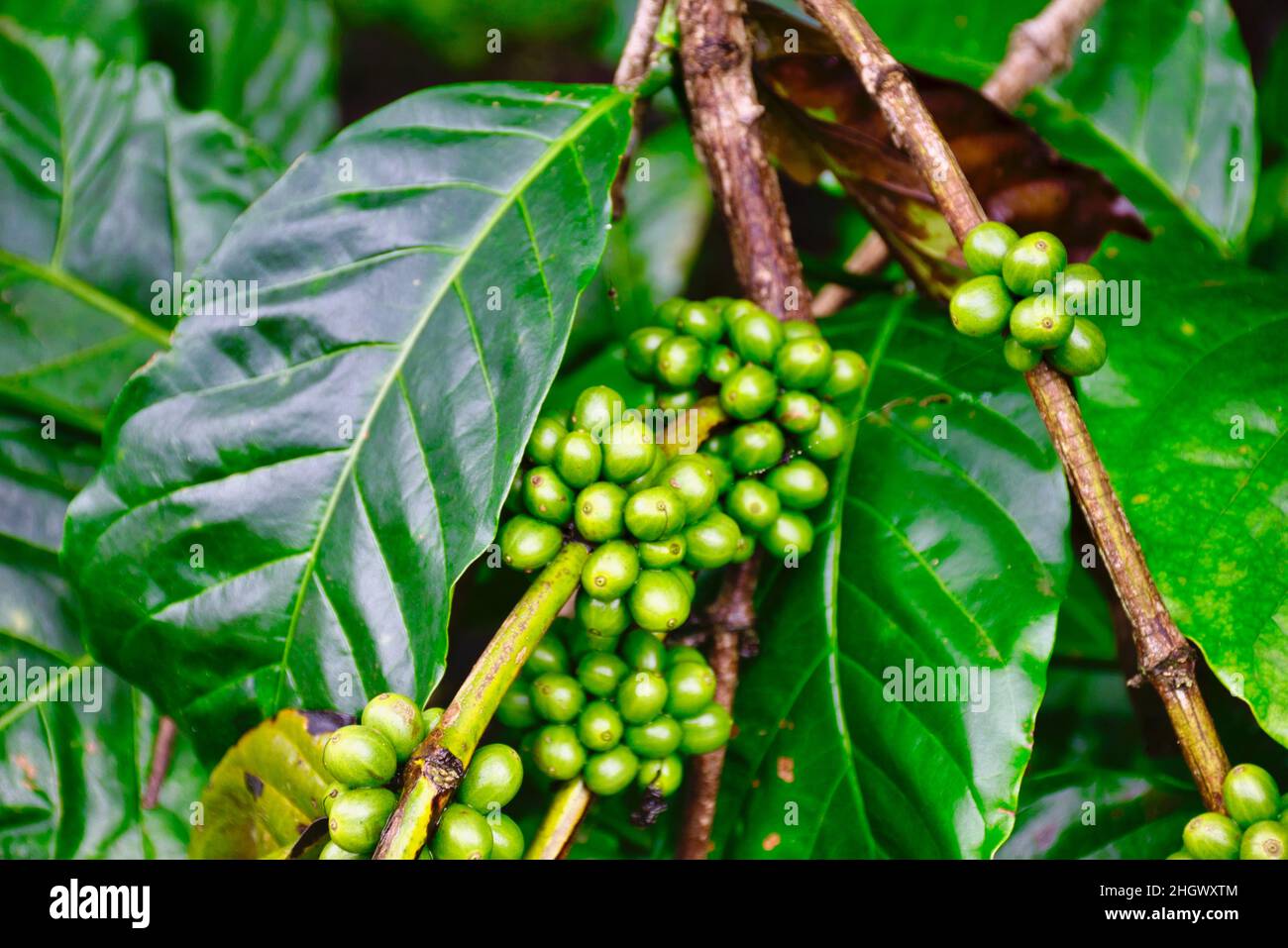 Coffee plant at a plantation in South India Stock Photo Alamy