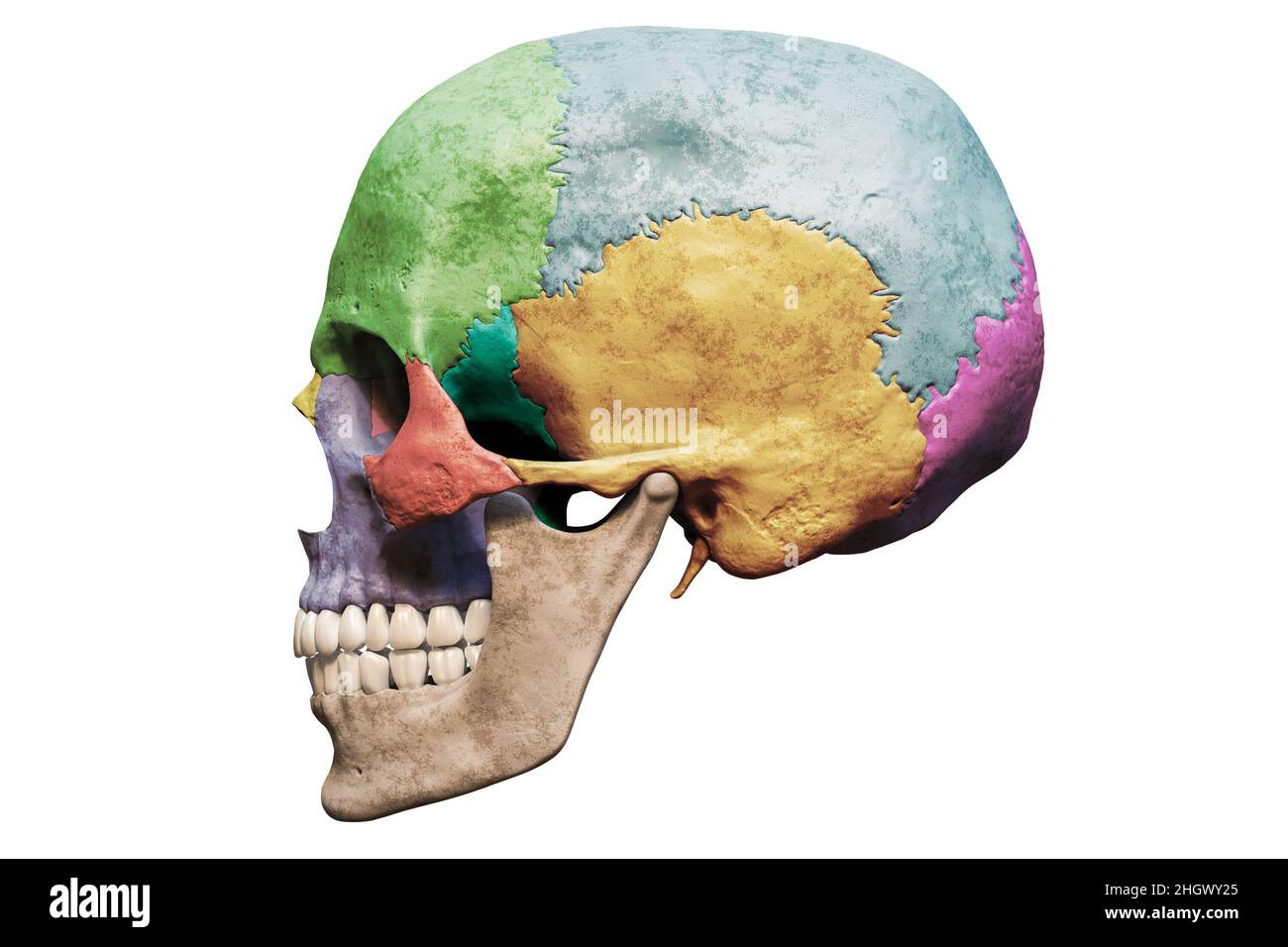 Anatomically accurate human male skull with colorized bones lateral or profile view isolated on white background with copy space 3D rendering illustra Stock Photo