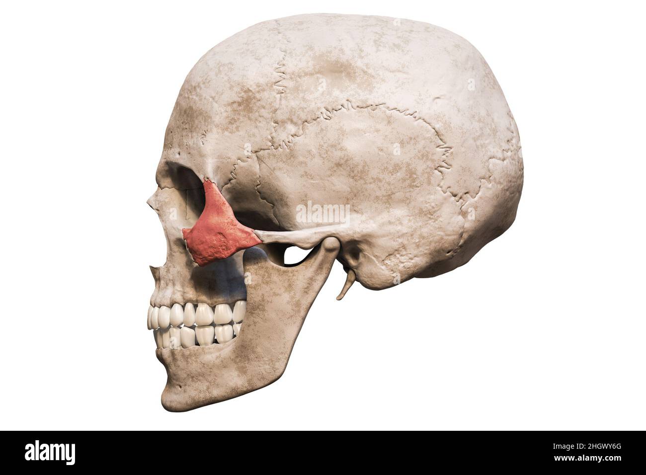 Anatomically accurate human male skull with colorized zygomatic bone lateral or profile view isolated on white background with copy space 3D rendering Stock Photo