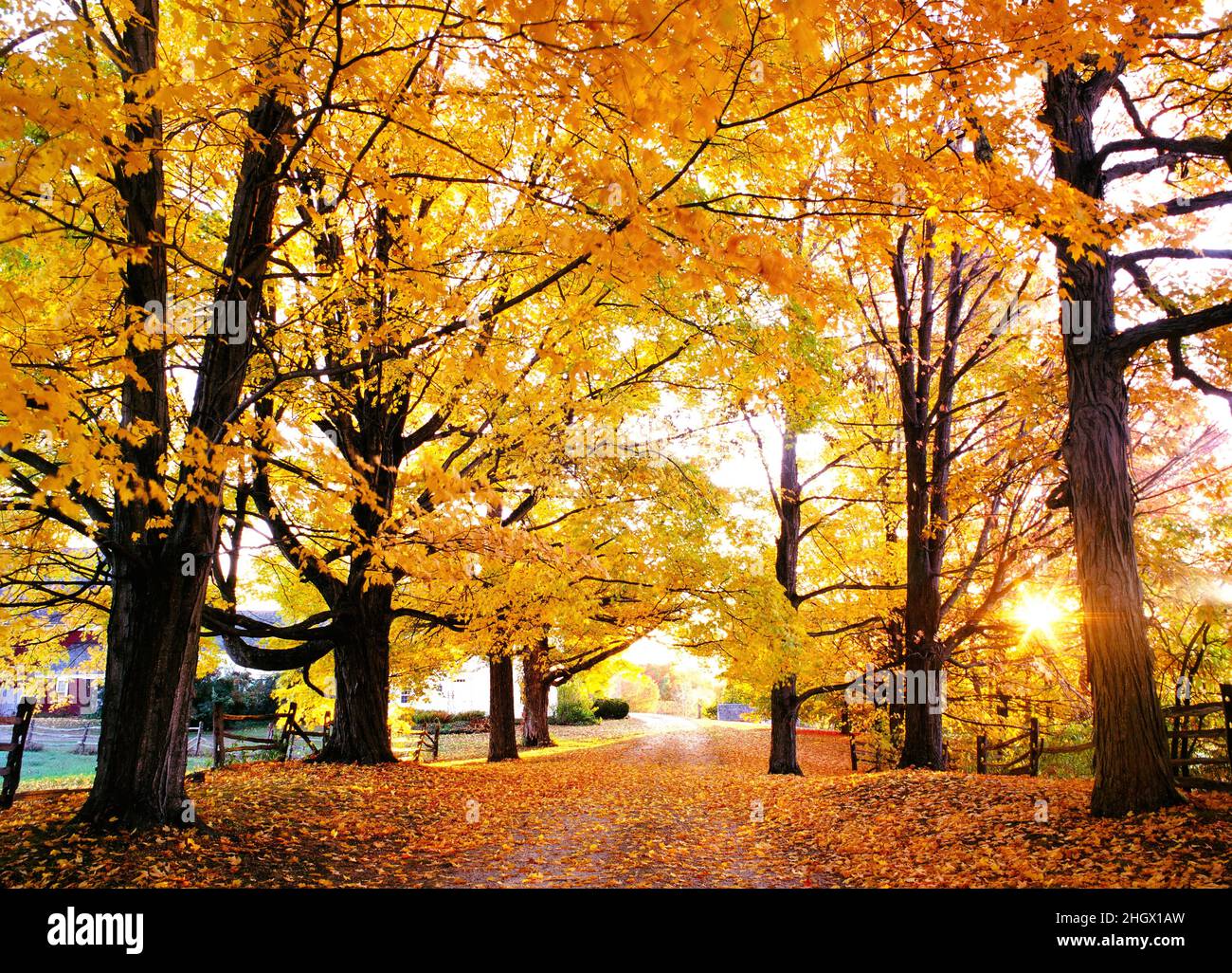 New Hampshire maple trees in autumn sun Stock Photo Alamy