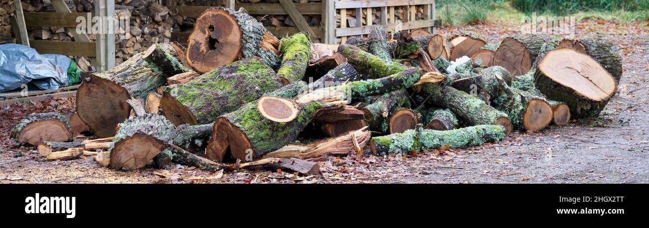 Chopped wood logs for sale use in fire place at home stored on forest woods green biomass energy Stock Photo