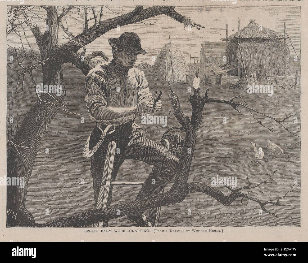 Spring Farm Work – Grafting (from 'Harper's Weekly,' Vol. XIV) April 30, 1870 After Winslow Homer American. Spring Farm Work – Grafting (from 'Harper's Weekly,' Vol. XIV). After Winslow Homer (American, Boston, Massachusetts 1836–1910 Prouts Neck, Maine). April 30, 1870. Wood engraving. Harper's Weekly (American, 1857–1916). Prints Stock Photo