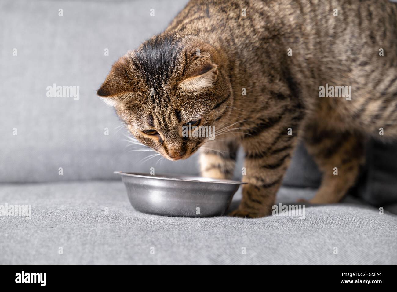 Grey cute cat eating at the sofa at home. Stripped cat sitting in front