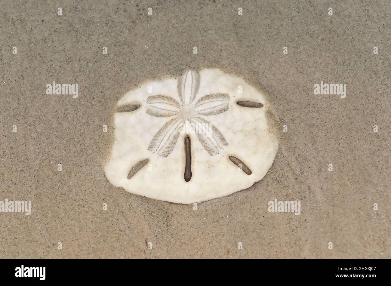 Sand dollar (also known as sea cookie, snapper biscuit or pansy shell) on  the beach Stock Photo - Alamy