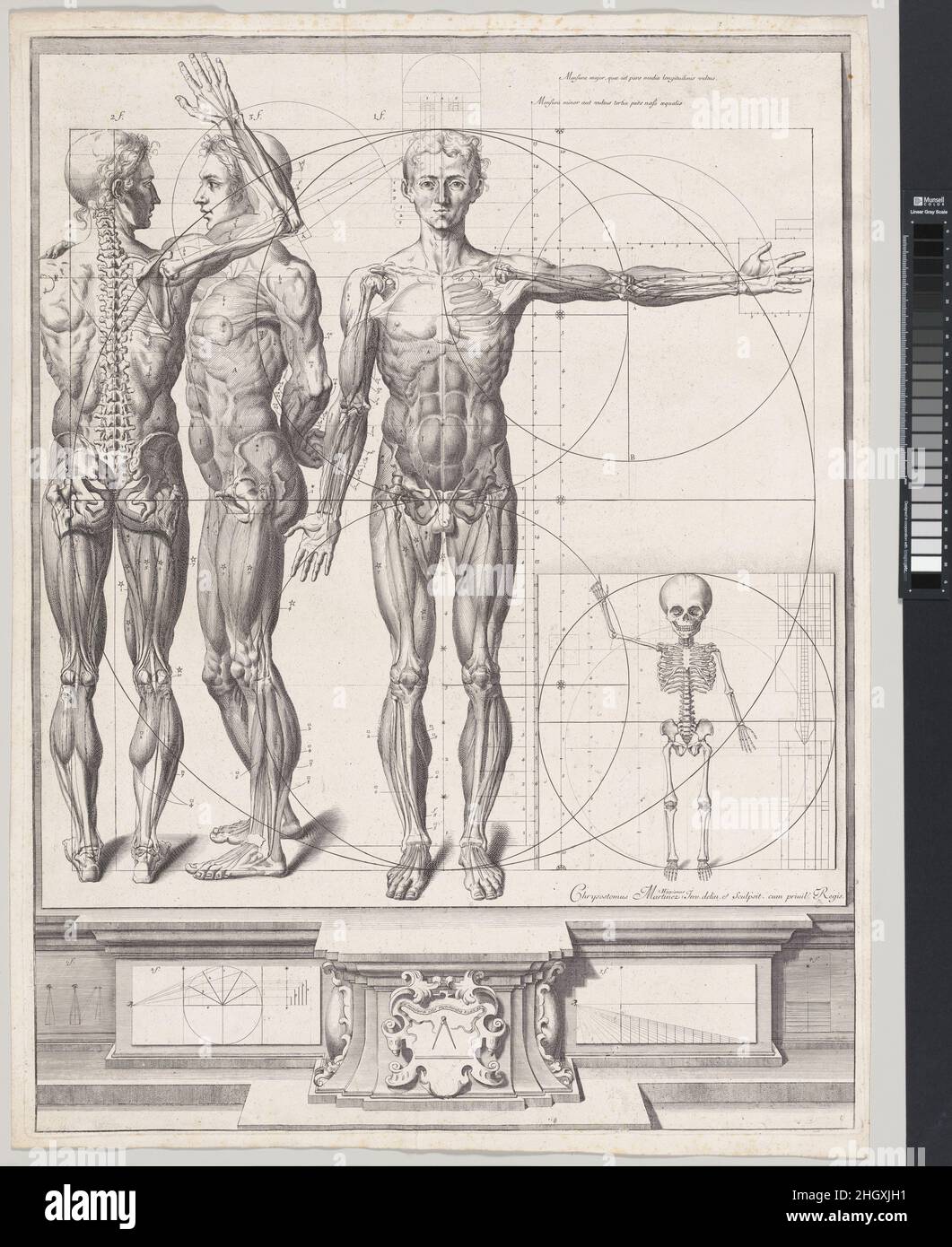 Plate for the ‘Atlas Anatomico’ (unpublished) Plate ca. 1680–94; printed 1740 Crisóstomo Alejandrino José Martínez y Sorli Frontal, side and rear view of an adult man, depicted with a view of the muscular and bone structure visible through the skin. Measurements and proportions are indicated with circles, lines, scales and reference numbers. To the right, the skeleton of a child is depicted in frontal view with its proper measurements and proportions. The whole is depicted on a blank sheet or plate suggested in trompe-l’oeil and placed above a pedestal upon which further perspectival diagrams Stock Photo