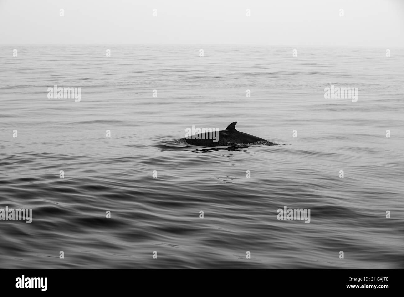 Pods of Oceanic dolphins or Delphinidae playing in the water in the Atlantic Ocean, off the coast of Algarve, Portugal. Stock Photo