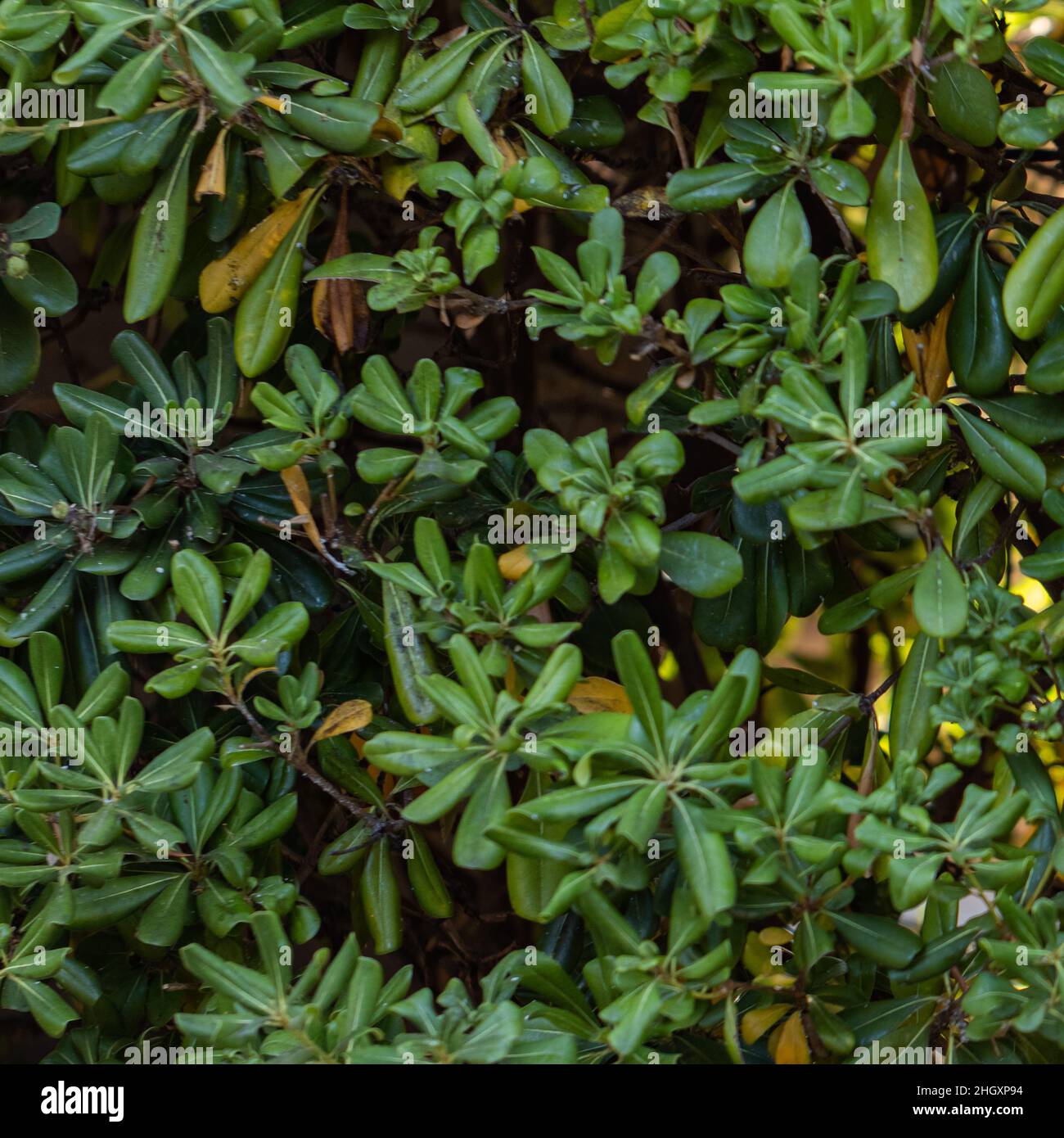 green hedge background Stock Photo