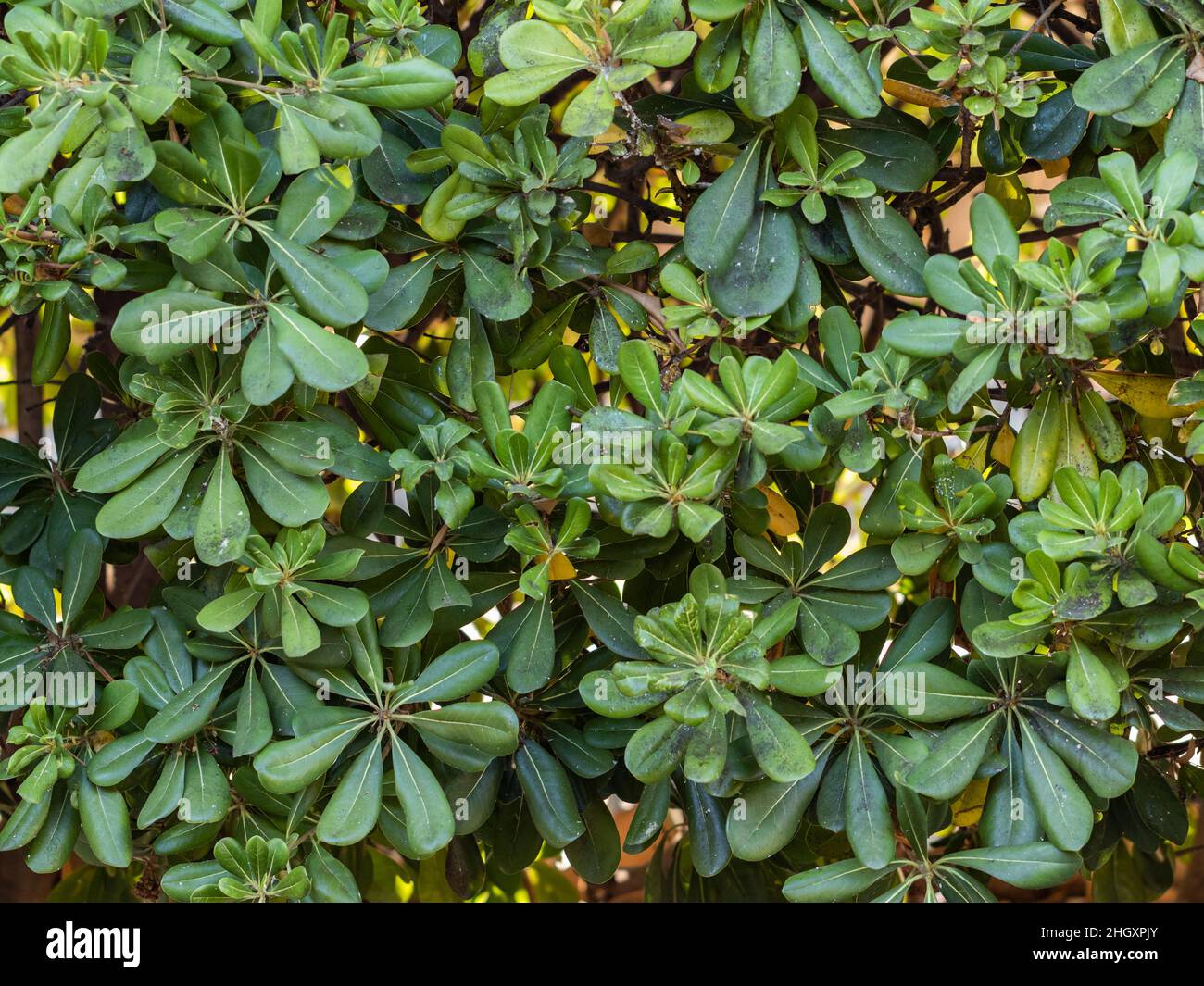 green hedge background Stock Photo