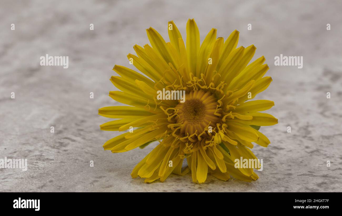 yellow dandelion isolated on clear background Stock Photo