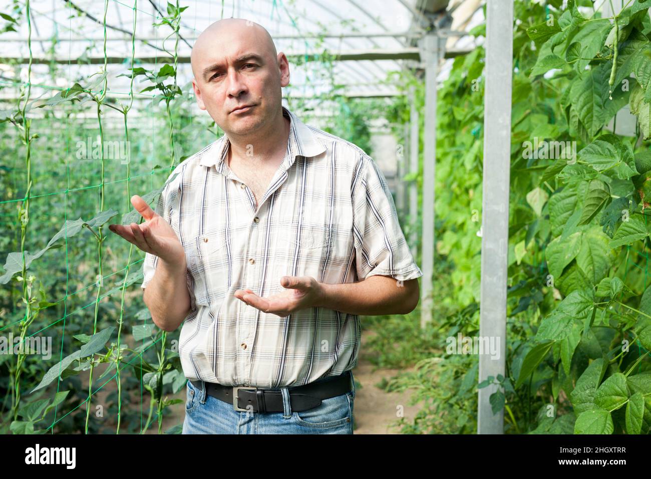 Worker checking plants in glasshouse Stock Photo