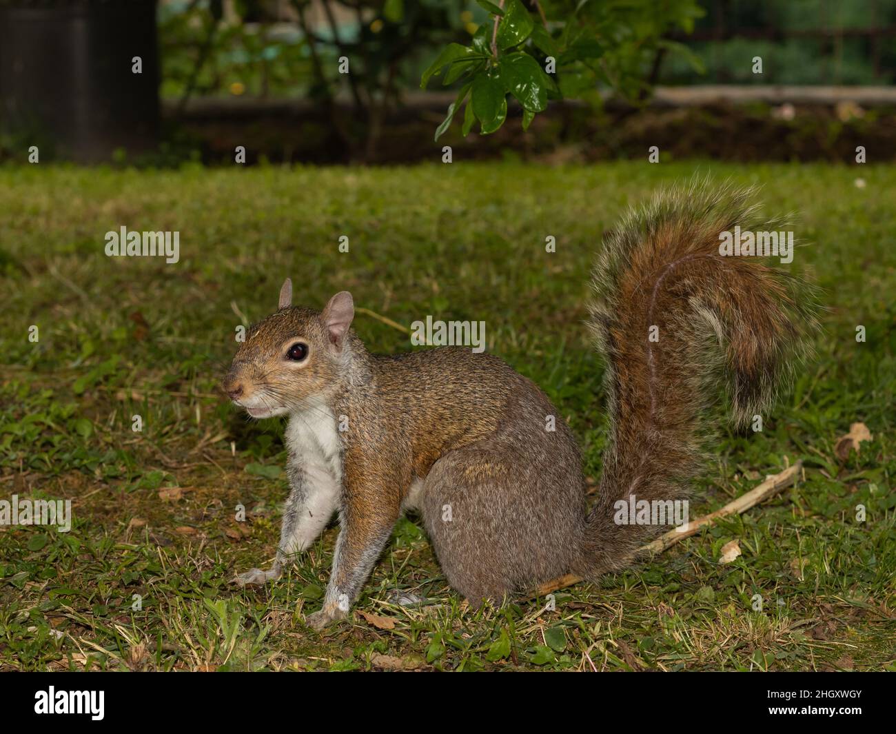 gray squirrel portrait Stock Photo