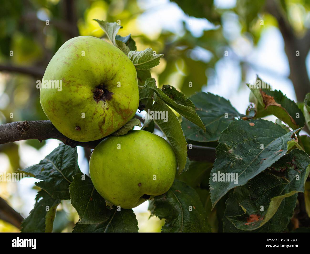 green apple on apple tree Stock Photo
