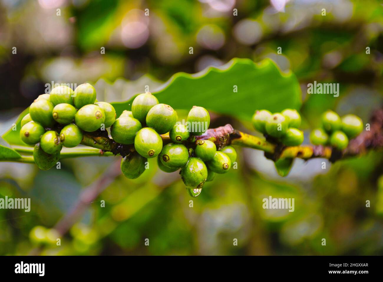 Coffee plant at a plantation in South India Stock Photo