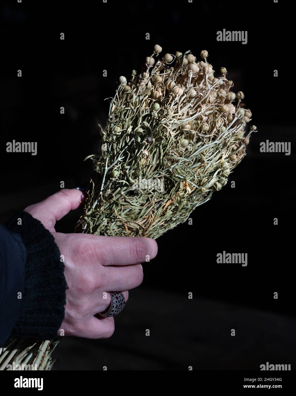 The woman is holding a bouquet of peganum harmala. Stock Photo