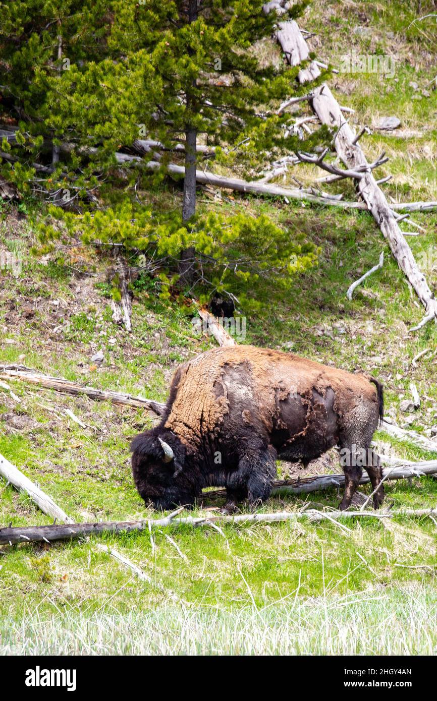 Spring Time Bison American Bison (Bison bison) in Yellowstone national Park in the ...