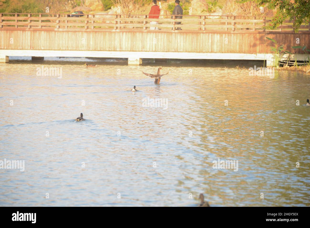 Mallard Duck ( Anas platyrhynchos ) swimming in the lake, Guzhen town of Zhongshan, Guangdong, China. Stock Photo