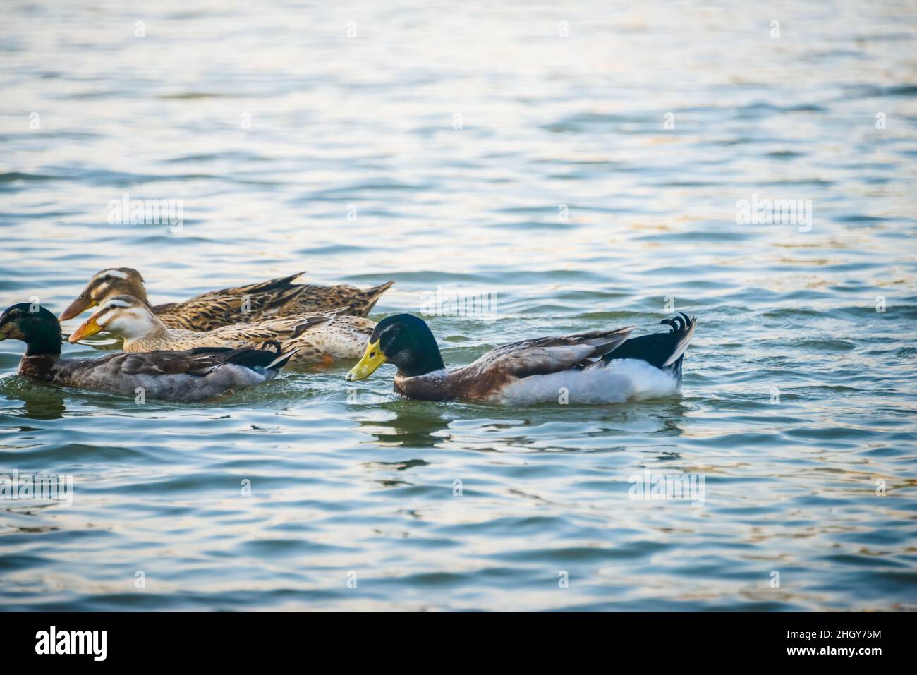 Mallard Duck ( Anas platyrhynchos ) swimming in the lake, Guzhen town of Zhongshan, Guangdong, China. Stock Photo