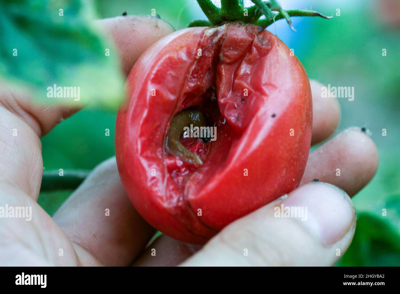 16+ Do Slugs Eat Tomato Plants