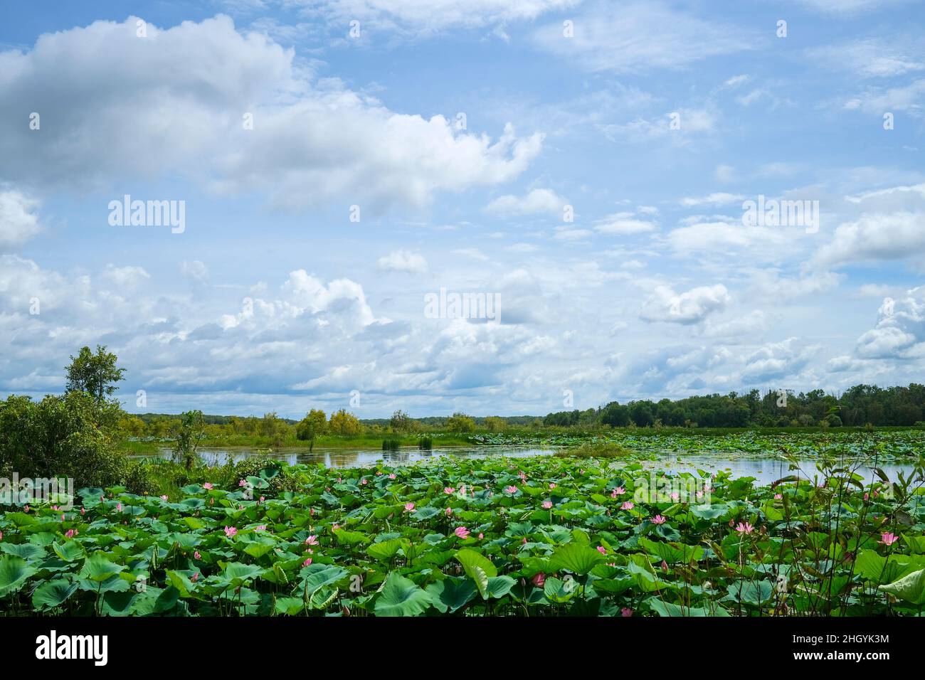 Fogg Dam Conservation Reserve wetlands lily pads Stock Photo