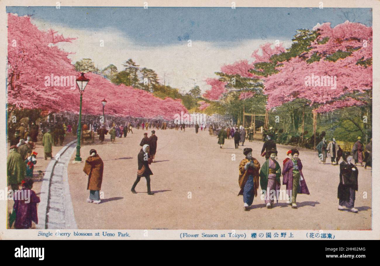 Vintage postcard showing people in traditional Japanese dress walking on path under cherry blossoms in Ueno Park, Tokyo. ca 1900 - 1906 Stock Photo