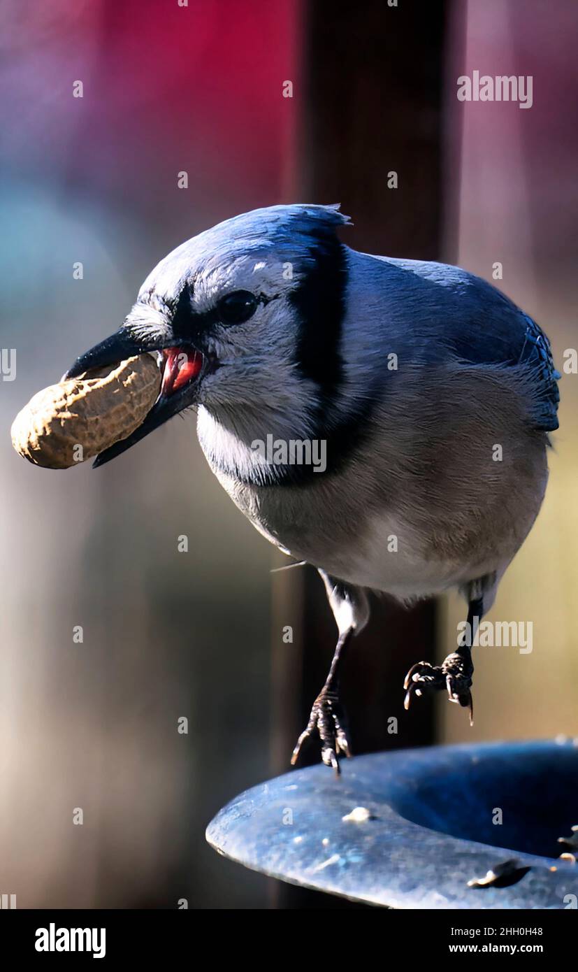 Bluejay finds a peanut on the deck Stock Photo