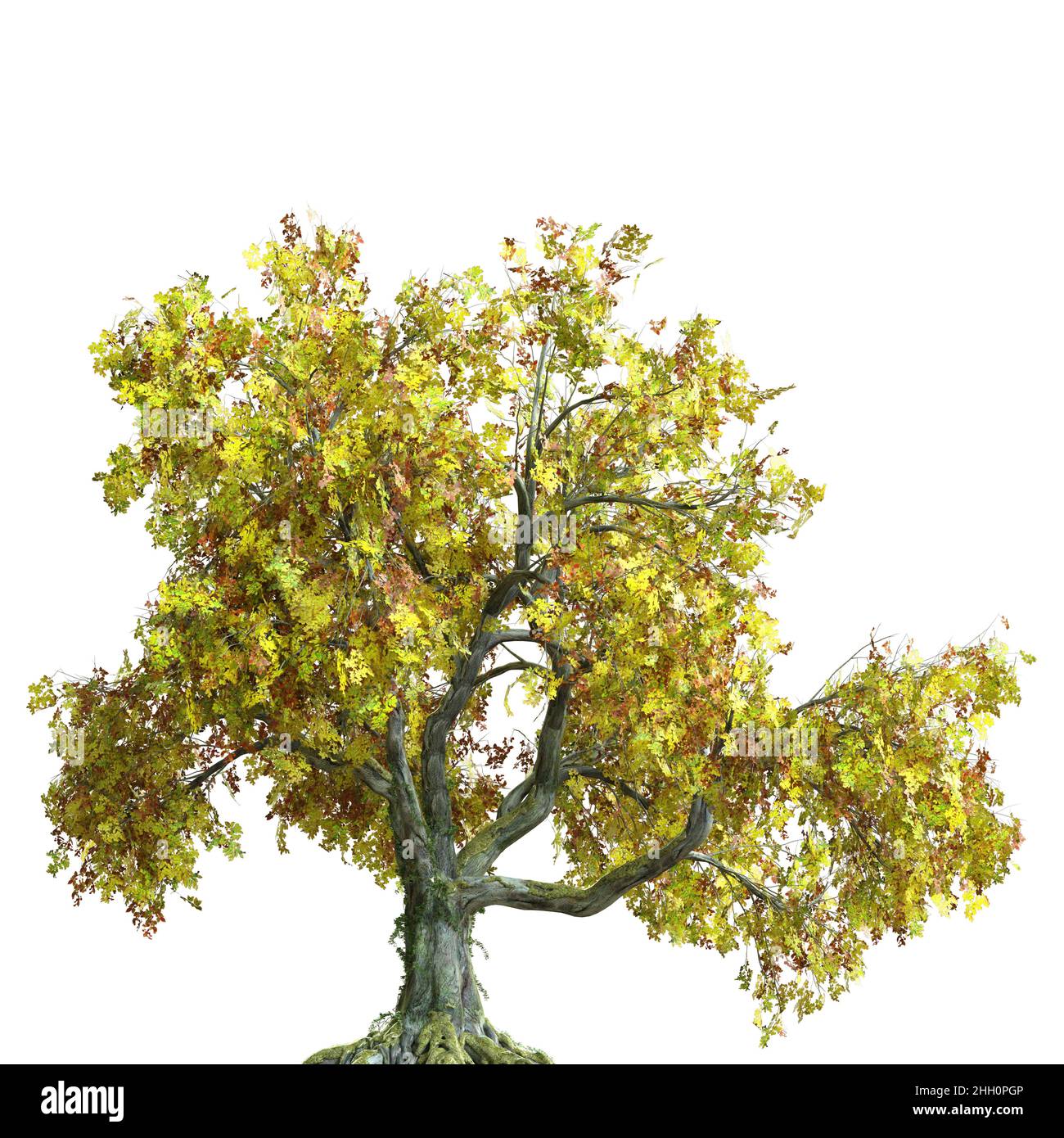 3D illustration autumn tree isolated on white background Stock Photo ...
