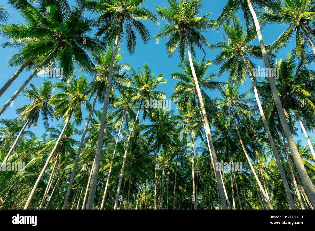 Coconut forest, shoot from low angle. Near the beach at tropical country Stock Photo Alamy