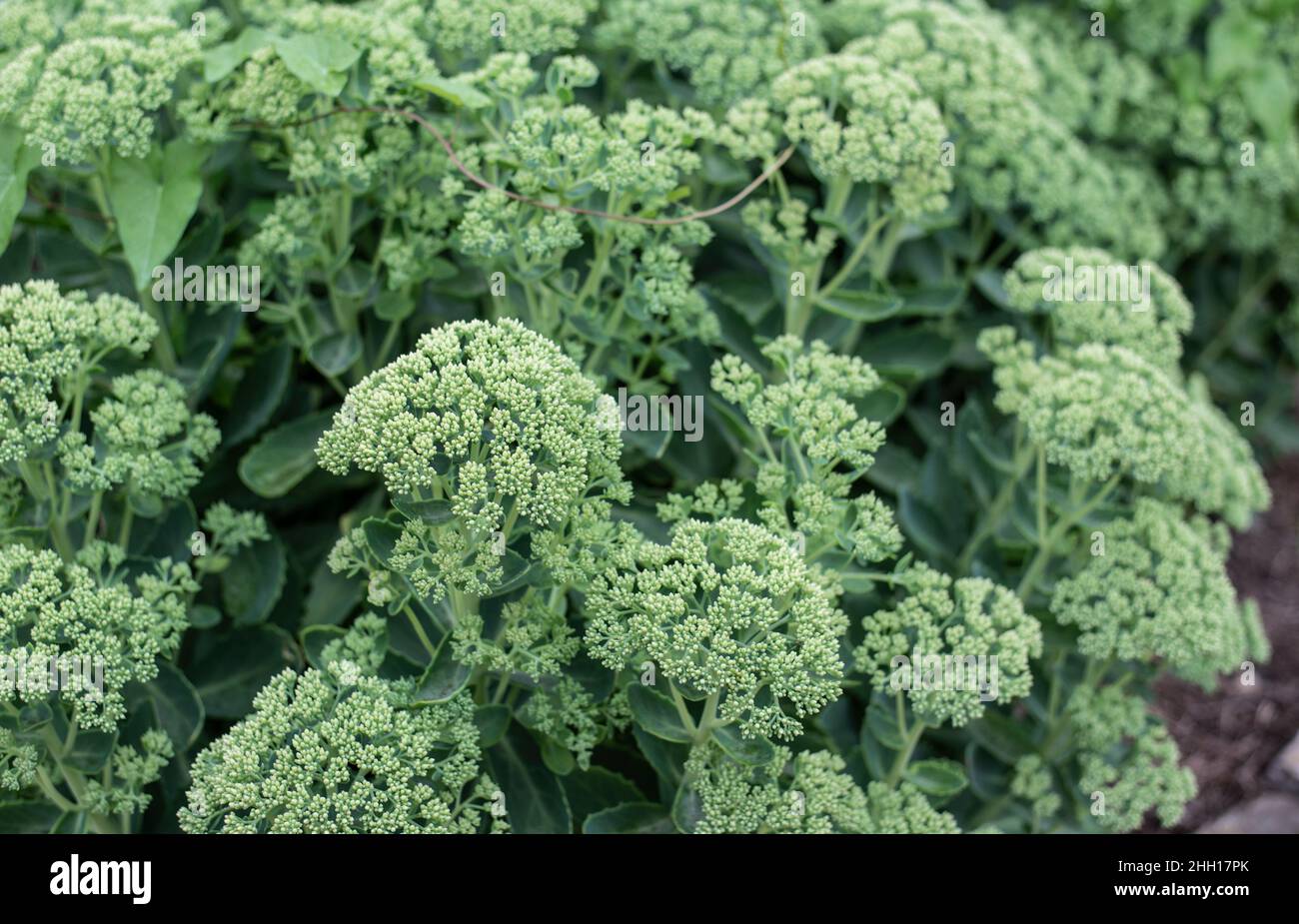close-up of the green buds of sedum plants in summer Stock Photo