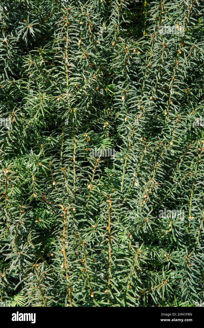 Branches of yew Taxus baccata. Natural background. Selective focus Stock Photo