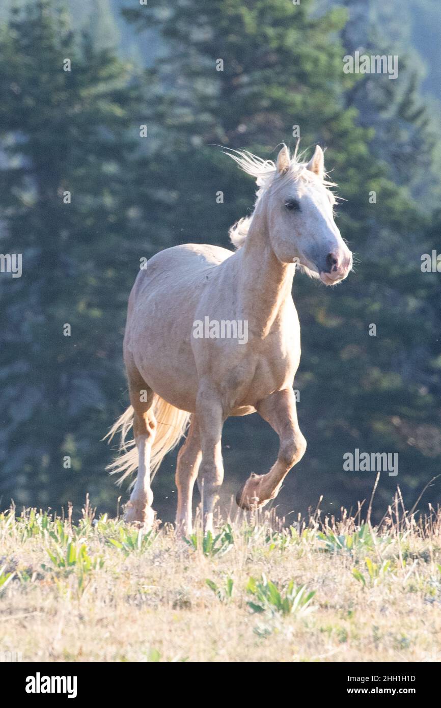 Palomino Stallion trotting in the Pryor Mountains Wild Horse Range on the border of Wyoming Montana in the United States Stock Photo