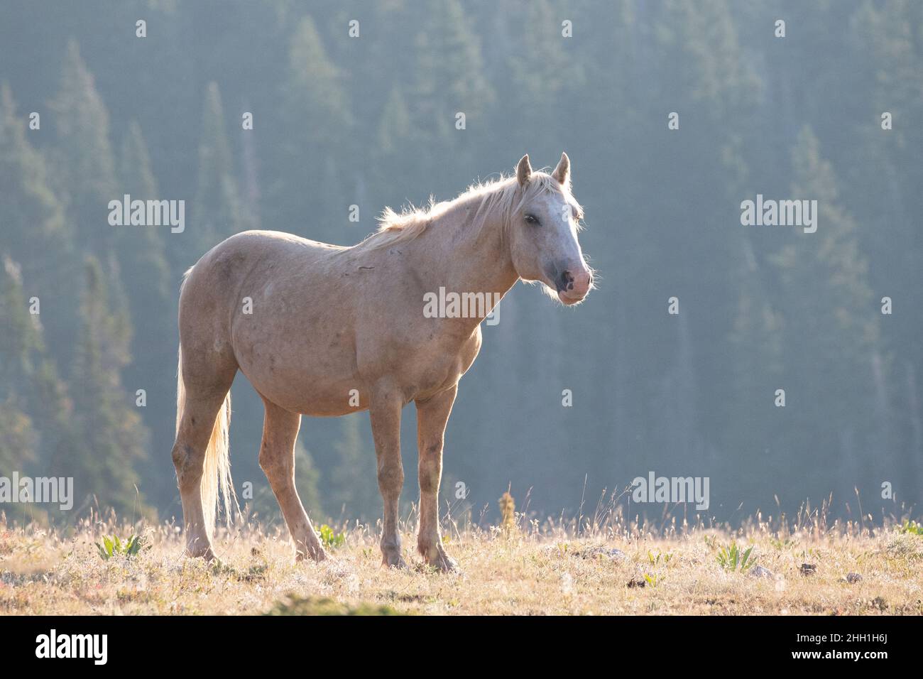 Palomino Wild Horse Stallion in the Pryor Mountains Wild Horse Range in Wyoming United States Stock Photo