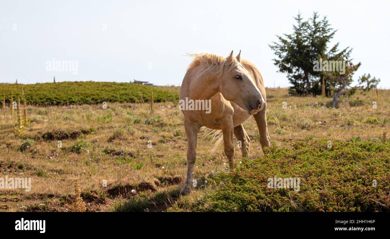 Wild Horse Golden Palomino  Mustang Stallion in the Pryor Mountains Wild Horse Range on the border of Wyoming Montana in the United States Stock Photo
