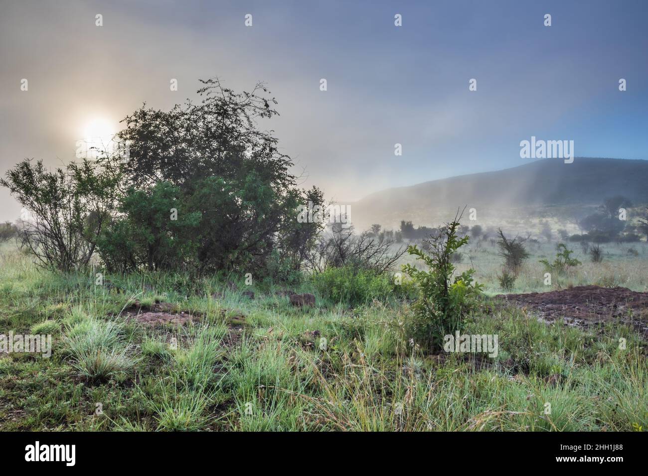 A wet Landscape view of mountains, brown and green savanna grassland covered in water drops and rain puddles after a rainstorm, Pilanesburg Stock Photo