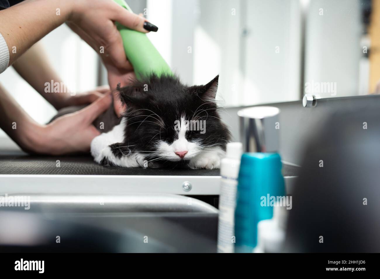 cat shaving machine