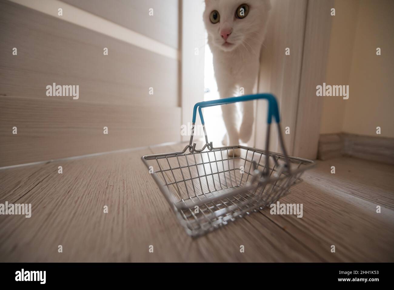 Cat delivery hi res stock photography and images Alamy
