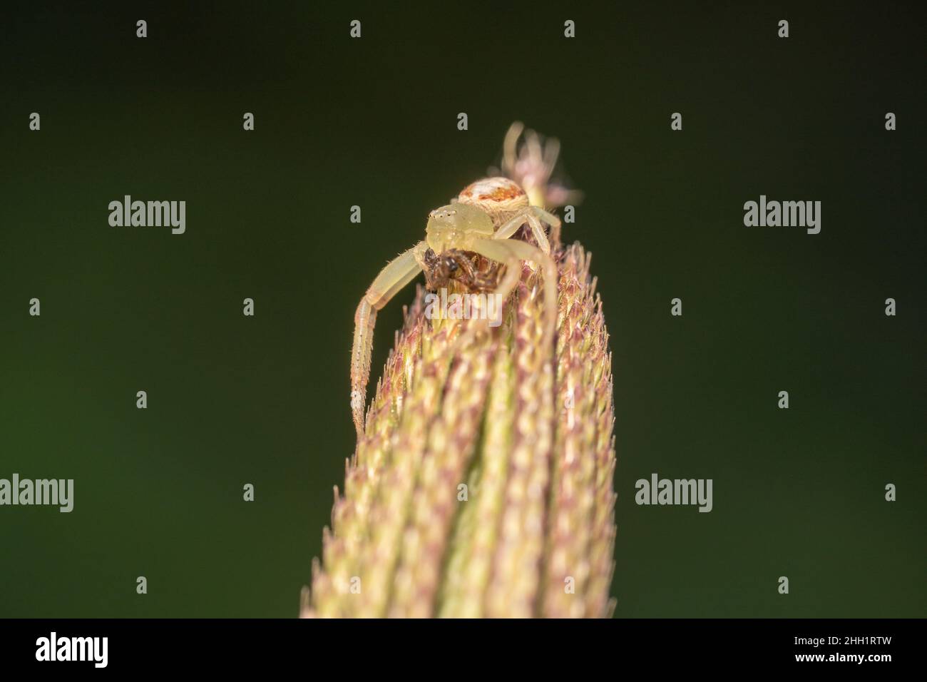 White crab spider eating a bug Stock Photo Alamy