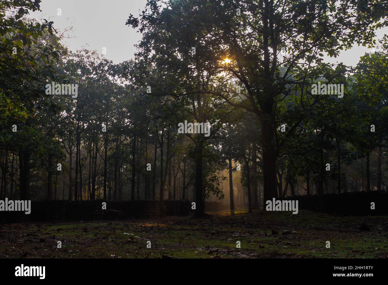Sunrise in the woods hi-res stock photography and images - Alamy