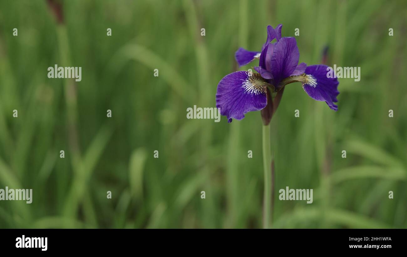 violet iris flowers in a garden closeup, wide photo Stock Photo