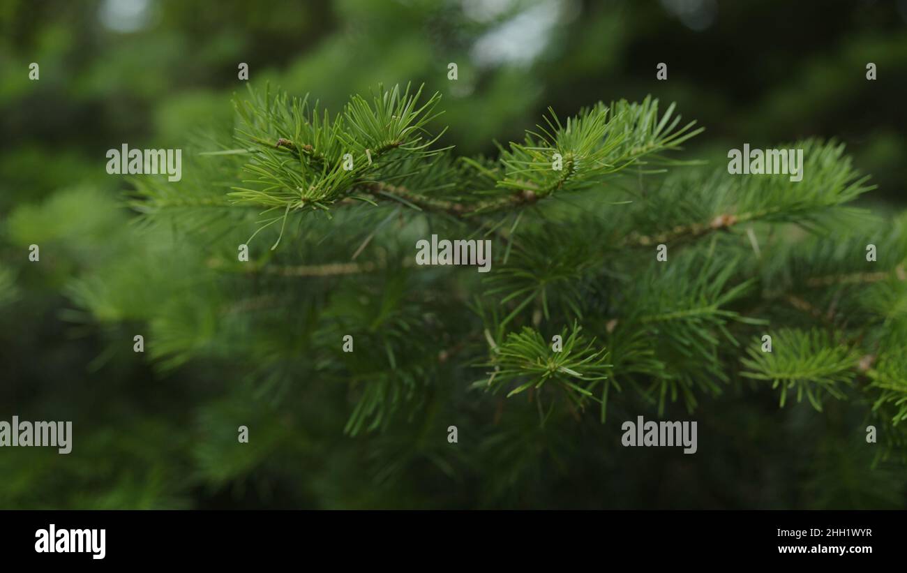 green pine branch close up, wide photo Stock Photo - Alamy