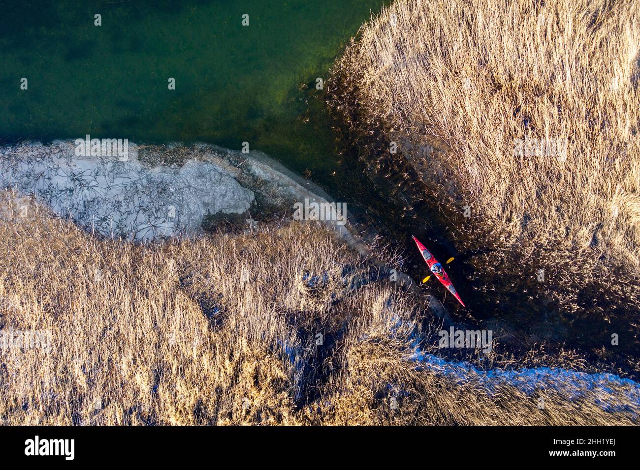 Kayaker kayaking among yellow dry reeds on semi frozen intermittent lake Cerknica, Slovenia Stock Photo