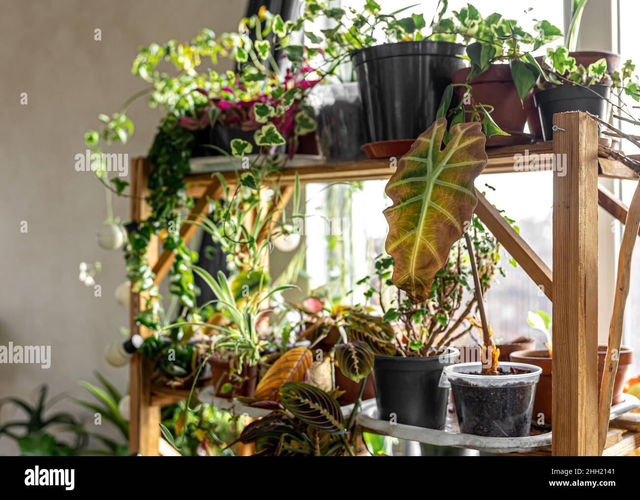 House with many plants hi-res stock photography and images - Alamy