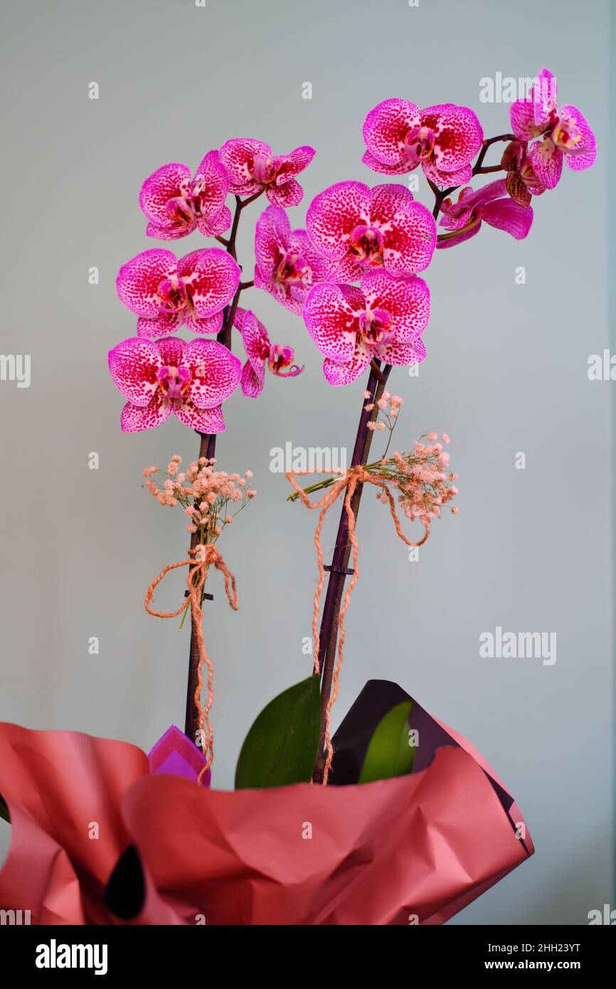Beautiful Purple orchid with multiple flowers indoors Stock Photo