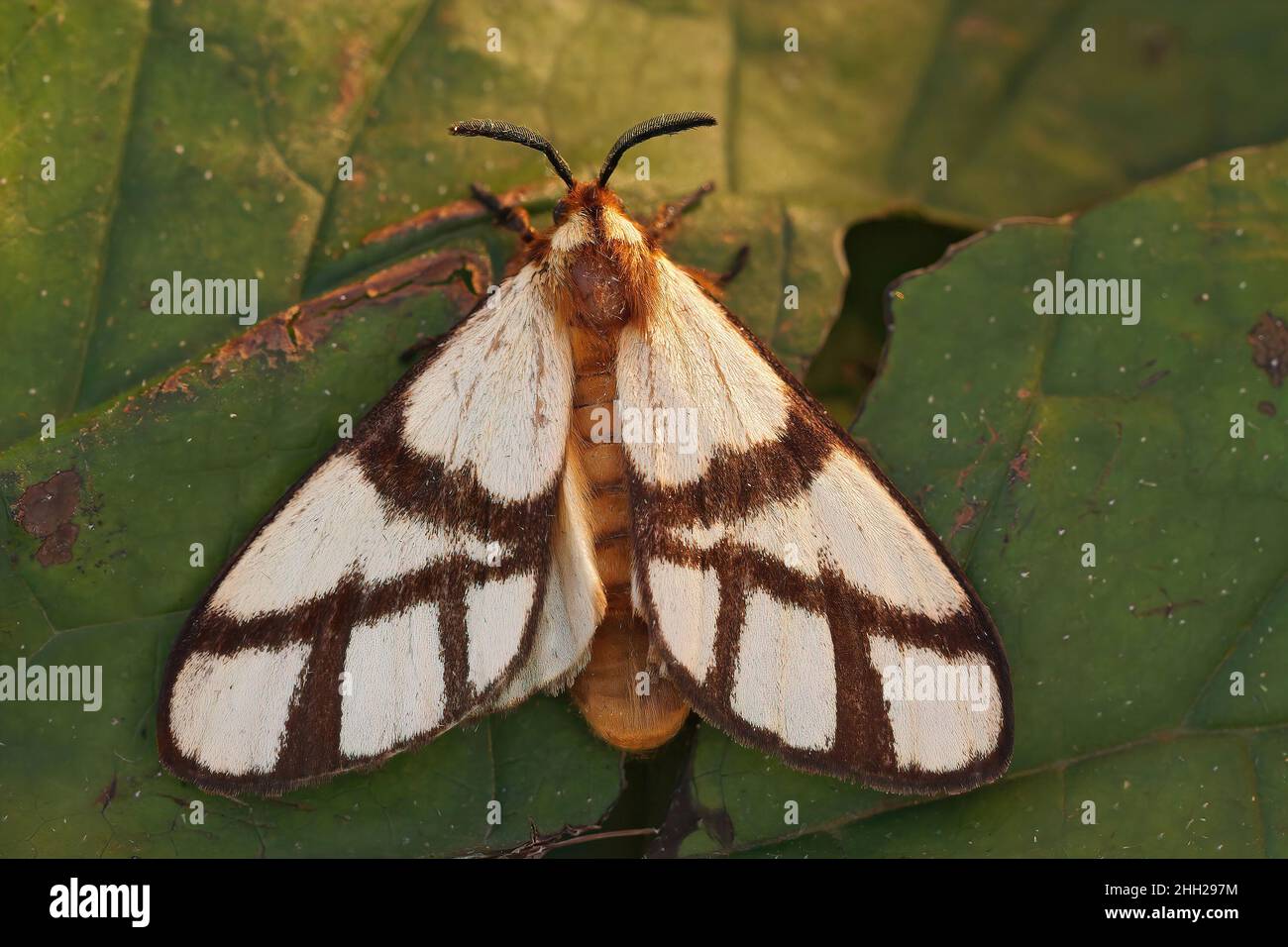 Closeup on a colorful white African moth, Anaphe infracta of which the caterpillars are consumable Stock Photo